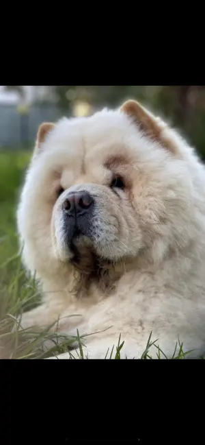 Chowchow pure race