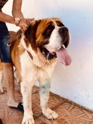 Saint Bernard