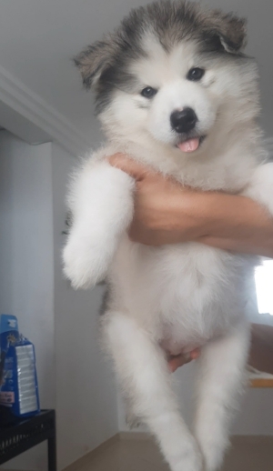 Puppy alaskan malamute