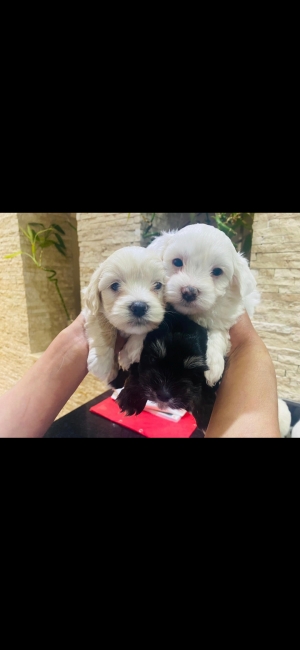 Des bichons maltais / havanais à vendre