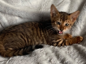 Chaton toyger