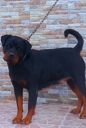 Rottweiler