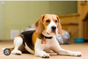 Beagle