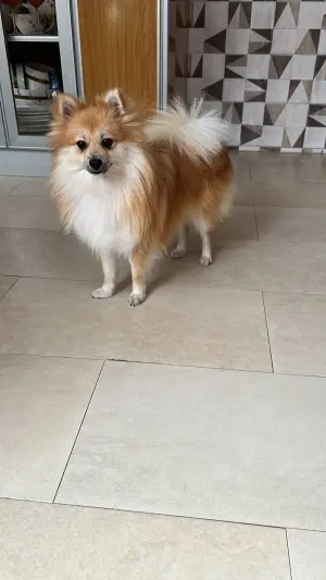 Spithz Pomeranian