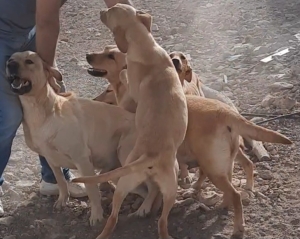 Labradors sablés el jadida rabat