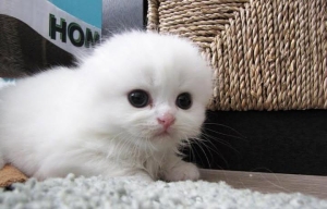 Scottish fold & Highland Pedigree