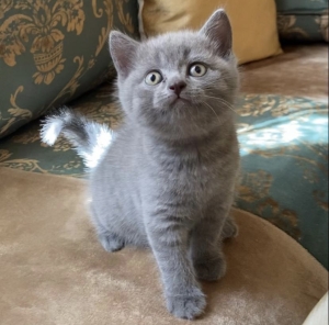 Scottish fold