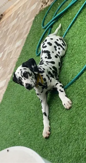 Chiot dalmatien