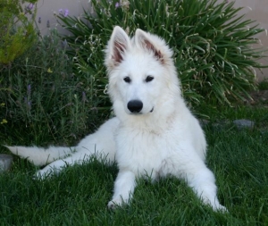 chien berger blanc suisse