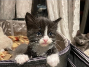 Lla nebelung / sacre de birmanie