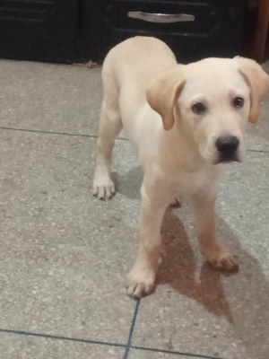 Chiot labrador