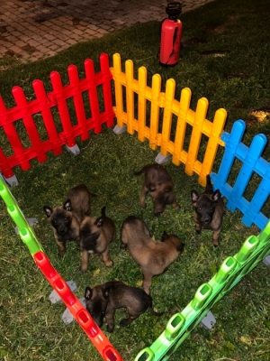 Berger Malinois 🐾