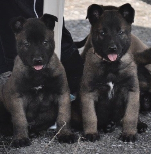 Chiot malinois charbonné 2mois