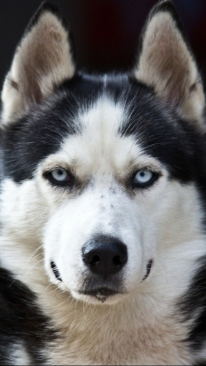 siberien Husky purebred