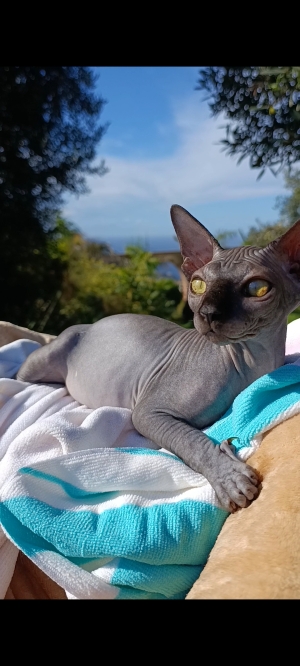 Sphinx
