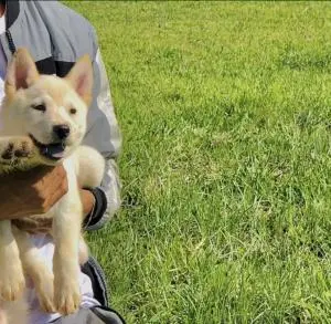 Je mets en vente ma chienne