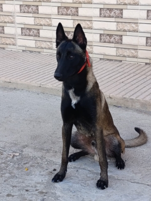 Malinois Charbonne