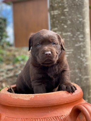 Labrador Chocolat 🍫