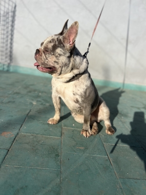 Bulldog Français lilac merle