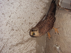 العوسق
