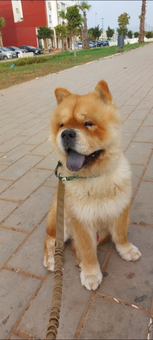 Chow chow male race pur