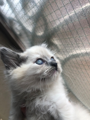 Chat croisée