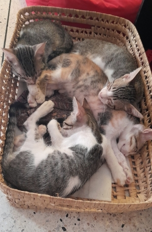 Chatons à donner