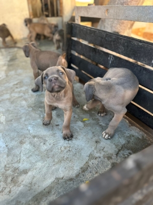 Cane corso