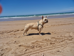 Bulldog français