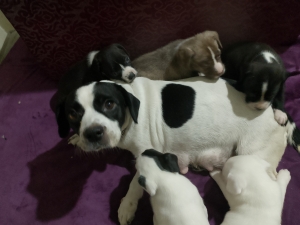 Chiots jack Russell