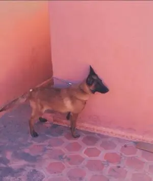 Malinois charbonné