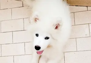 Samoyede