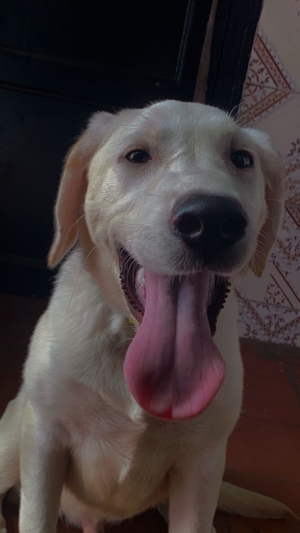 Labrador Retriever