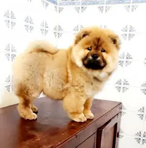 Chowchow