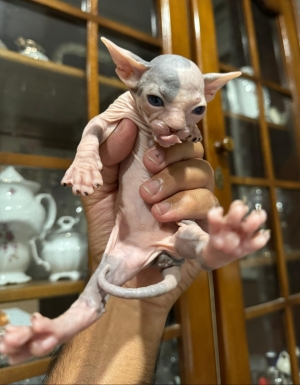 sphynx