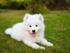 samoyed