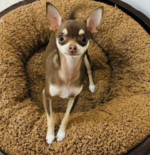 Chihuahua toy a vender