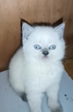 Chaton britich blanc et bleu