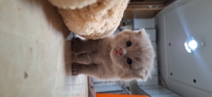 Scottish fold male