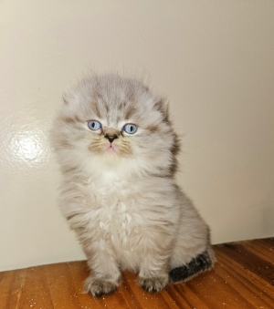 Chat Scottish Fold