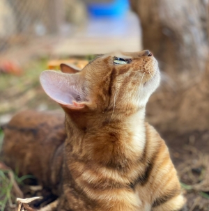 Chat du Bengal pur