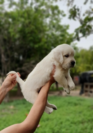 Labrador retriever 🔥