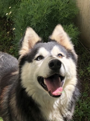 Husky Malamute