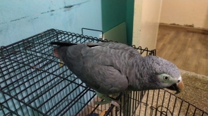 grey parrot timneh (gabon subspecie) with cage