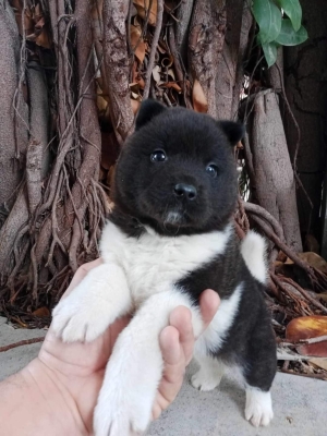 Chiot Akita american