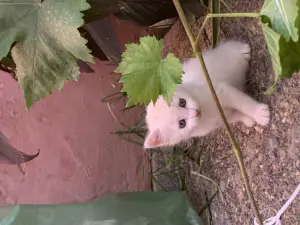 Chatons race Angora Turc à vendre