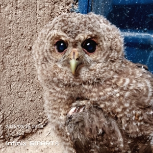 Hibou بومة