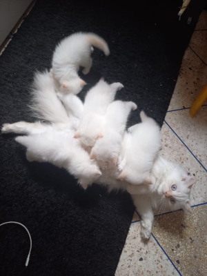 5 chatons à vendre