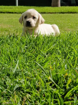 chiots labrador