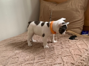 BULL DOG FRANCAIS